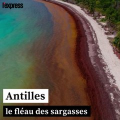 Aux Antilles, le fléau des Sargasses