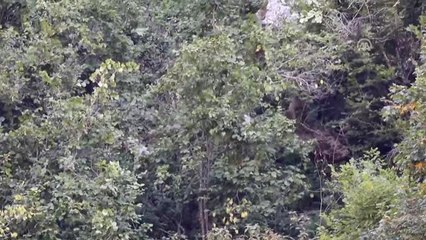 Rize'de Ayı ve Yavrusu Görüntülendi