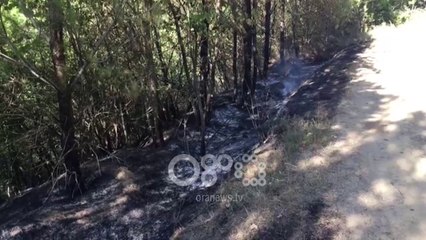 Ora News - Sipërfaqja me ullishte përfshihet nga flakët në Fier