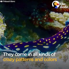 Cette créature marine est mystérieuse et magnifique : limace de mer