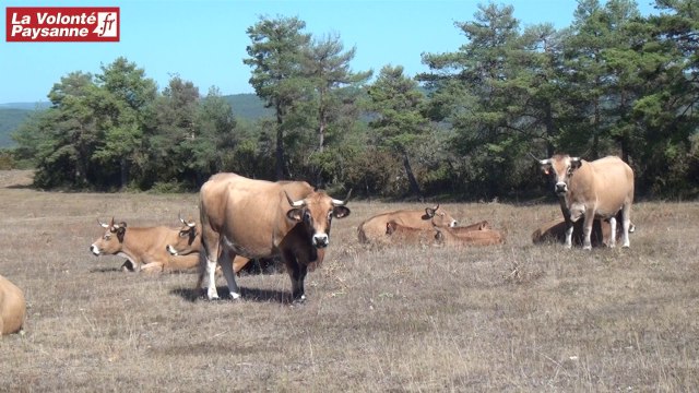 Vaches Aubrac bio sur le Causse Noir