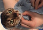 The Cat That Got the Clean - Tia the Cat Joins Shower With Human