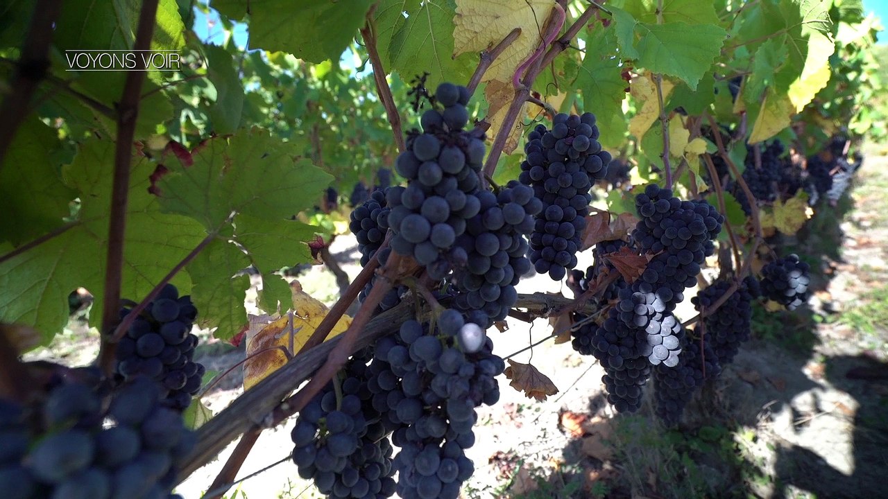 Le vin des volcans