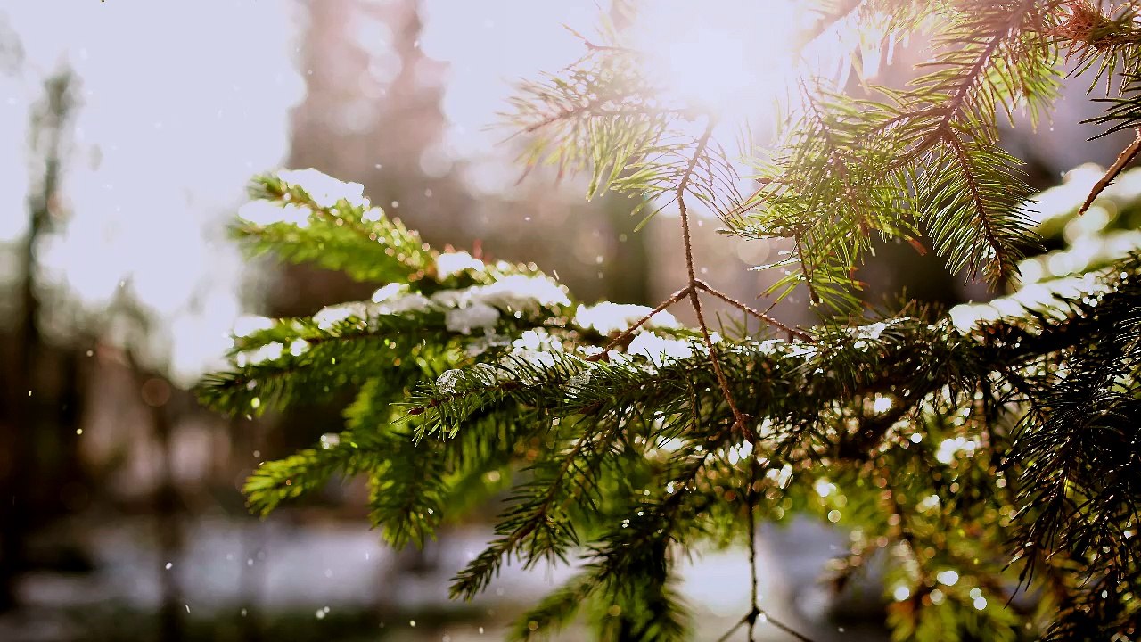Winter Nochturn