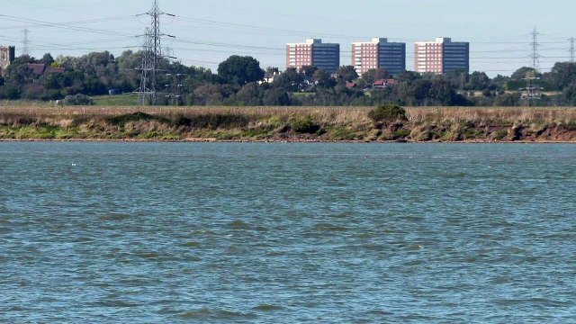 Surprising animals spotted in the River Thames