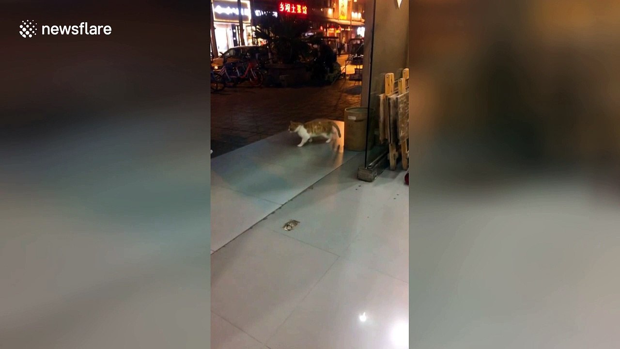 Cat 'exercises' using slippery floor as a treadmill