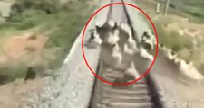 Tren, Rayların Üzerinde Koşan 20 Koyunu Telef Etti