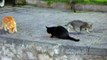 Study Finds Cats Are Not Very Good At Hunting Urban Rats