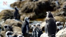 Gay Penguins 'Kidnap' Chick From Parents at Denmark Zoo