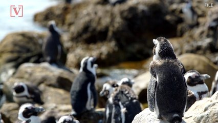 Gay Penguins 'Kidnap' Chick From Parents at Denmark Zoo
