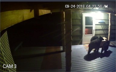 Mama Bear and Cubs Steal Package