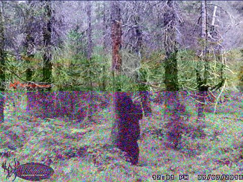 Bear Scratches an Itch