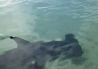 Rare Hammerhead Shark Makes an Appearance Near Destin, Florida