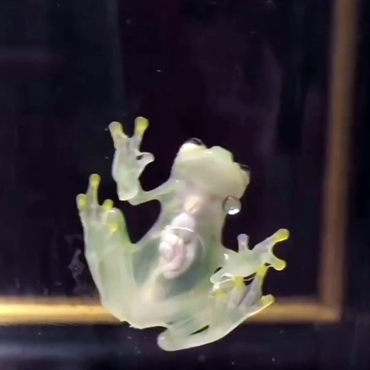 Glass frog / Grenouille de verre