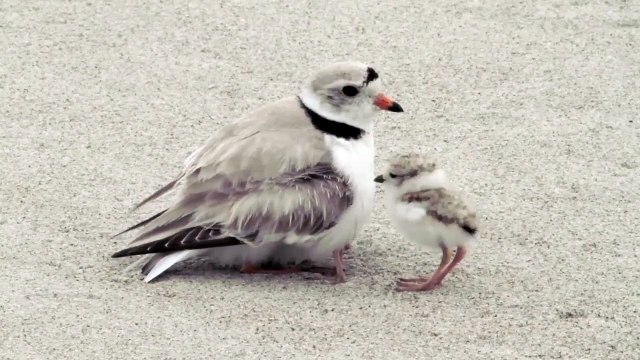 Regardez combien de bébés sont cachés sous cet oiseau... Adorable!