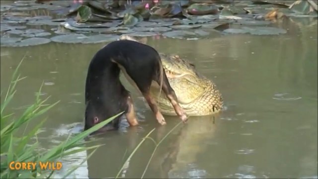 Ce cochon passe un sale quart d'heure dans la gueule de ce crocodile affamé