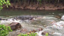 Un énorme crocodile prend les rapides comme un tronc d'arbre