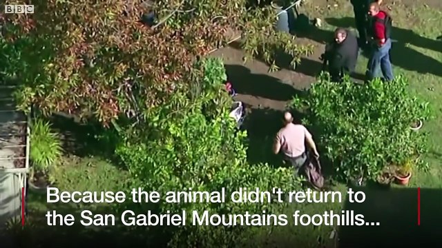Mountain lion roams California backyards - BBC News