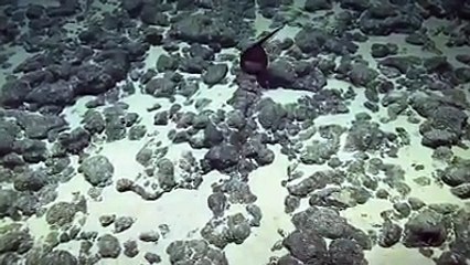 Hawaii açıklarında görüntülenen pelikan yılanbalığı