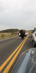 Bison in Yellowstone National Park