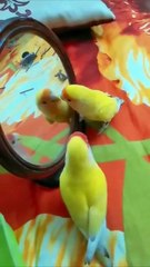 Birds Chatting with Their Own Reflection