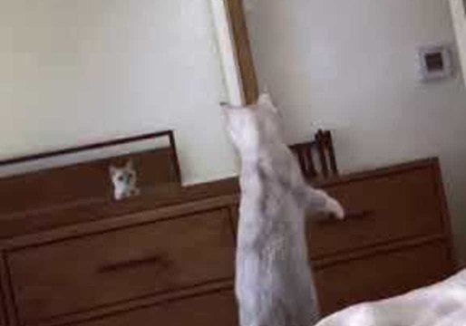 Curious Cat Discovers Her Ears While Posing at Mirror