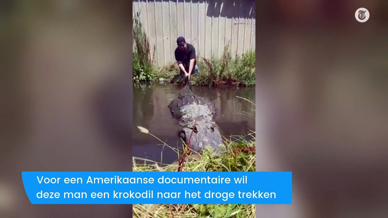 Halvegare daagt mega-krokodil uit