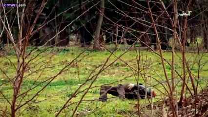 مسلسل فيلينتا الحلقة 23 مدبلجة