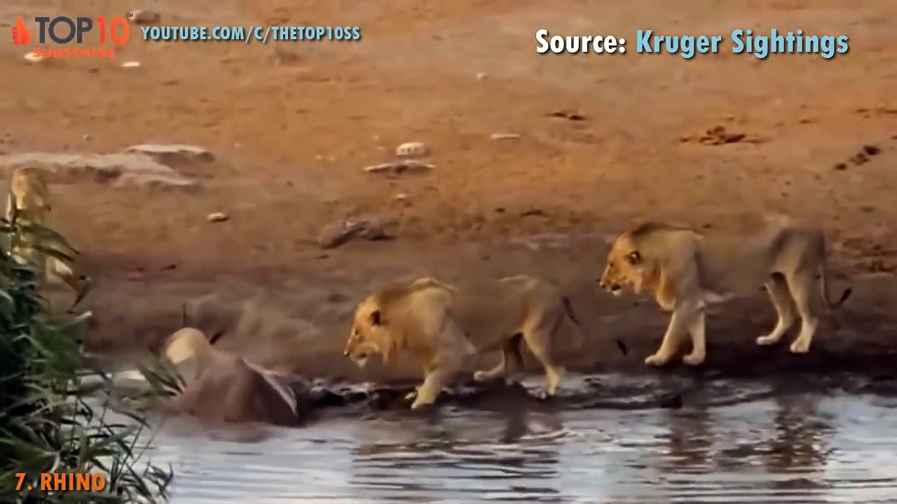 THE TOP 10 -- TOP 10 ANIMALS CAN ATTACK LION -- Bear, Zebra, Giraffe, Rhino, Hippo,... vs Lion