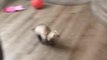 Baby Ferret Thrilled After Owner Slides Them Across Floor
