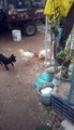 Dog Puppy was trying to break up a rooster squabble  Funny Video.
