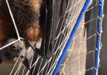 Скачать видео: Grey-Headed Flying Fox Found Tangled in Soccer Net