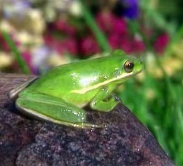 Baby Einstein 03 - Baby Shakespeare - World Of Poetry (06mos)