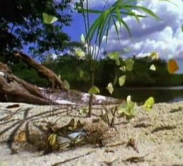 Baby Einstein 22 - Baby Van Gogh - World of Colors (06mos)