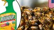 Study finds increase of bee deaths may be linked to weed killer