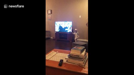 Biscuit the dog does his own investigative work as crime show airs