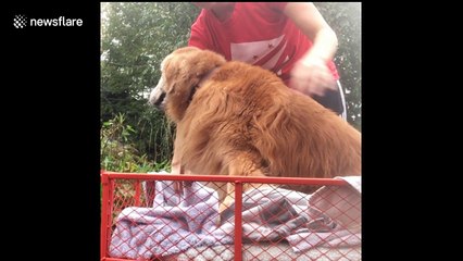 Golden retriever too old for walks hitches a wagon ride down the street