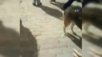 Anne Köpeğin Yavrusu İçin Verdiği Çaba Kamerada