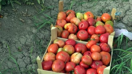 Süper Domates Hasadı Devam Ediyor