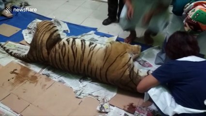 Endangered pregnant Sumatran tiger found dead in pig trap