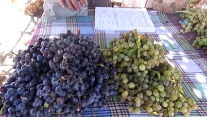 Üzümlerdeki küllenme üreticileri mağdur etti