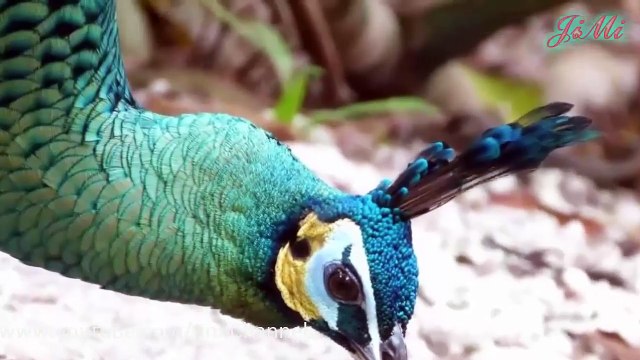 Tạo Hoá Muôn Màu Đã Tạo Ra Những Loài Vật Vô Cùng Kỳ Diệu Đến Khó Tin