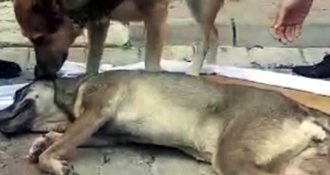 Anne Köpeğin Yavrusu İçin Yardım İstediği Görüntü Herkesi Ağlattı