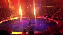 Cirque : un tigre s’effondre et convulse en plein show en Russie sous les yeux des spectateurs - VIDEO