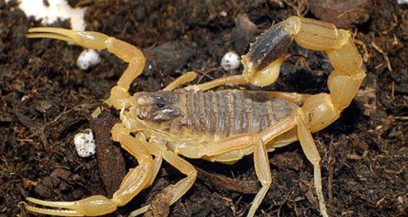 Acil Serviste Fark Edilmeyen Akrep Yoğun Bakımda Stajyer Öğrencilerin Çığlığıyla Fark Edildi