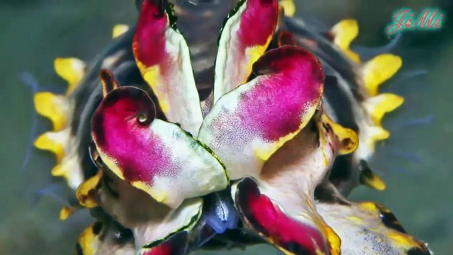 Tạo Hoá Muôn Màu Đã Tạo Ra Những Loài Vật Vô Cùng Kỳ Diệu Đến Khó Tin (P2)