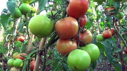 Domatesin kilogramı dalında 3 lirayı buldu - MERSİN