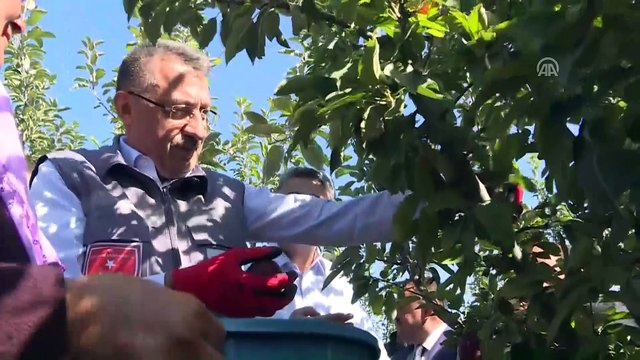 Cumhurbaşkanı Yardımcısı Fuat Oktay meyve bahçesinde - YOZGAT