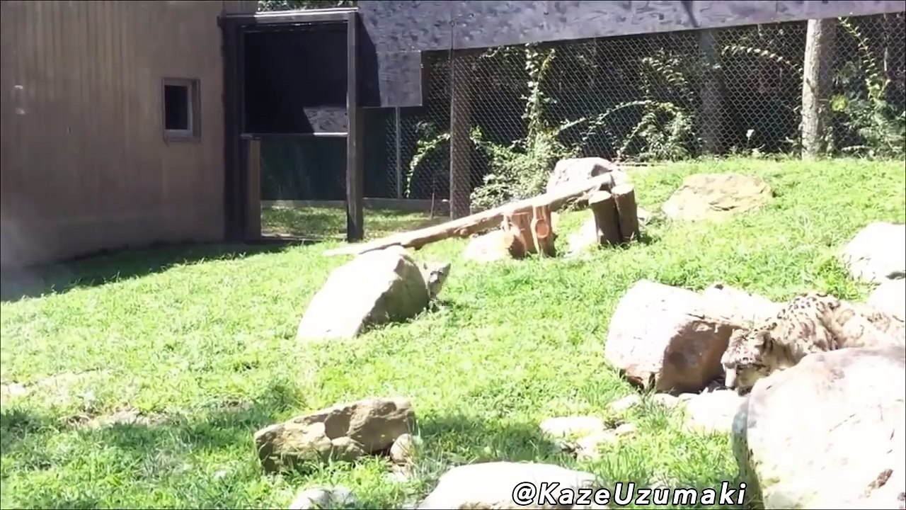 Was Tiere So Denken 56