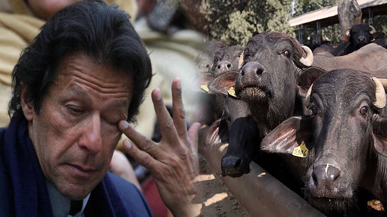 Imran Khan ने  Pakistan की भुखमरी मिटाने के लिए बेची Nawaz की भैंसे, कमाए 23 Lakh|वनइंडिया हिंदी